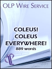 Coleus! Coleus Everywhere! 